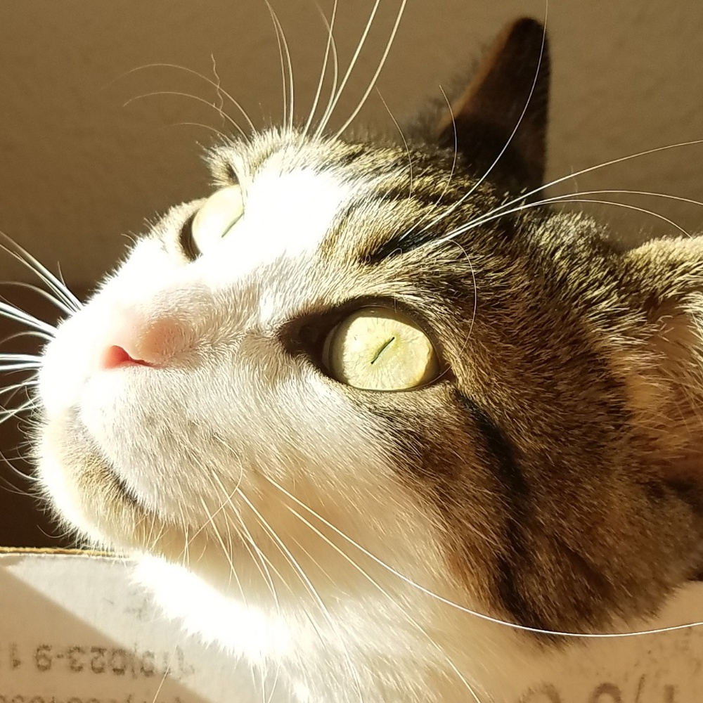 Meet your Posher, Paloma